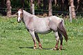 Light strawberry roan with lots of white hairs