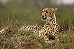 Cheetah Acinonyx jubatus ♀