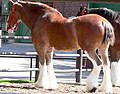 A horse with "high white," including stockings on all four legs
