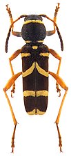 Wasp beetle Clytus arietis is a Batesian mimic of wasps.