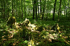 Cohons jungsteinzeitlichen Nekropole im Bois de la Vergentière