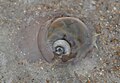 Shark eye moon snail Neverita duplicata in a shallow water on a sand bar