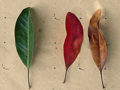 Three leaves: (l to r) fresh, recently fallen, dried