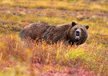Grizzly bear in autumn in Denali National Park.