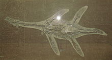 photo of a skeleton of Hauffiosaurus in a slab of rock