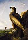 John J. Audubon, Washington Sea Eagle, c. 1836–1839, Smithsonian American Art Museum