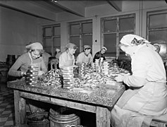 Employees of Suomen Kalastus Oy's fish canning factory in Loviisa, Finland packing small fish in cans in 1936