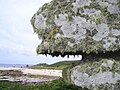 Image 41 Lichen covered rocks (from Marine fungi)