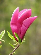 A flower of a magnolia tree