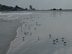 shorebirds, with Little Nahant in the distance