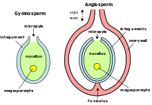 Plant ovules (megagametophytes): gymnosperm ovule on left, angiosperm ovule (inside ovary) on right
