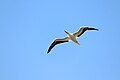 Red footed booby in flight over Half Moon Caye, Belize