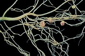 Legumes have root nodules containing symbiotic Rhizobium nitrogen fixing bacteria.