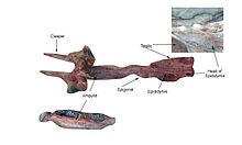 The dissected reproductive system of an adult male shark; the paired testes are connected by the tubular epididymis to the base of a pair of cylindrical claspers. Inset close-ups show the base, or head, of the epididymis, and the ampulla, which comprises the lower section of the epididymis. Another label indicates the epigonal organ, located near the lower end of the testes