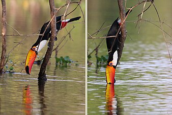 Montage of two photos of a toco toucan dipping its beak into a river to drink water