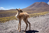 Vicuña fawn in the Atacama Desert (2014)