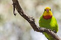 Adult male superb parrot in Canberra