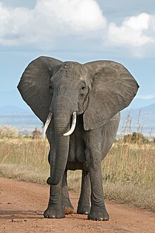 A female African bush elephant in Mikumi National Park, Tanzania