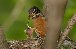 A picture of an American robin sitting in a nest in foliage, feeding a hungry chick a worm