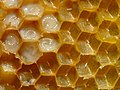 Image 1 Honeycomb Photograph: Waugsberg A honeycomb is a mass of hexagonal prismatic wax cells built by honey bees in their hives to contain their larvae and stores of honey and pollen. Honey bees consume about 8.4 lb (3.8 kg) of honey to secrete 1 lb (0.5 kg) of wax. As such, many beekeepers attempt to conserve honeycombs where possible. More selected pictures