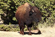 Plains bison (Bison bison bison)