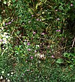 Büschel-Nelke (Dianthus armeria)