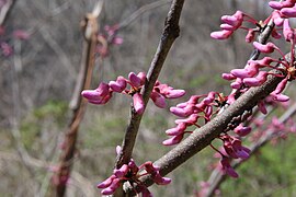 Unknown redbud of Lower New River