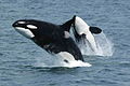 Orca Orcinus orca spækhugger