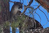 A mountain lion in a tree on Mount Taylor.