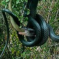 Image 23Dolichophis jugularis preying on a sheltopusik (from Snake)