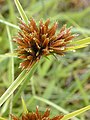 Every radiating unit in this inflorescence of a Cyperus sedge is a spikelet composed of small flowers (florets) arranged in two ranks.