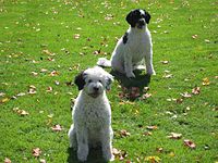 Two parti-colored Portuguese Water Dogs, female curly in front and male wavy at rear