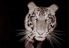 Night shot of a tiger face close to the camera