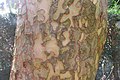 U. lamellosa bark detail