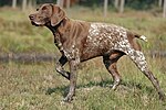 A male German Shorthaired Pointer
