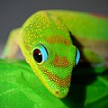 Image 46Gold dust day gecko close-up