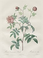 Pierre-Joseph Redouté, plate from Les Roses, Rosa cinnamomea, 1817, with hand-colouring