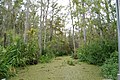 Image 38Honey Island Swamp (from Louisiana)