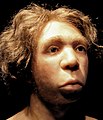 Le Moustier Neanderthal skull reconstitution, Neues Museum Berlin[29]