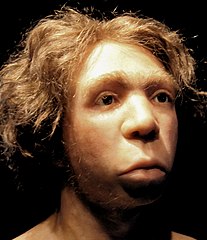 Le Moustier 1 Neanderthal facial reconstitution, Neues Museum Berlin[5]