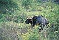 Bull gaur at Bhadra WLS