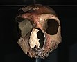 Replik eines Neandertaler-Schädels aus der Guattari-Höhle im Natural History Museum, London