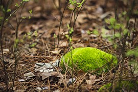 Moss (Bryophyta) on the forest floor in Broken Bow, Oklahoma
