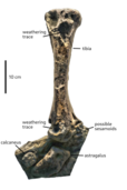 The only known specimen, of some lower leg bones