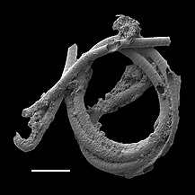 Cyanobacterial remains of an annulated tubular microfossil Oscillatoriopsis longa [180] Scale bar: 100 μm