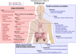 Effects of ethanol.