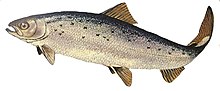 Wild-type Atlantic salmon (Salmo salar).