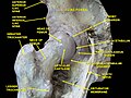 Hip joint. Lateral view. Femur head