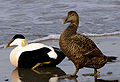 Eider ducks (Adult male left, female right) = Ederfugl