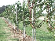Sour cherry orchard on Lake Erie shoreline (Leamington, Ontario)